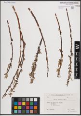 Foto von Salix excelsa S. G. Gmel.